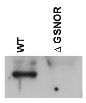 GSNOR | S-nitrosoglutathione reductase in the group Antibodies Plant/Algal / Environmental Stress / Wounding at Agrisera AB (Antibodies for research) (AS09 647)
